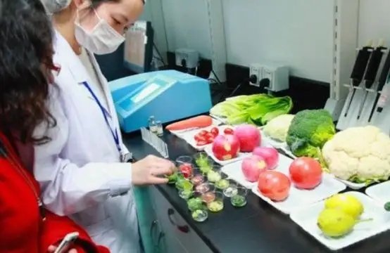 虎門企業(yè)餐飲新選擇 飯?zhí)贸邪c食材配送一站式服務(wù)